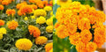 Marigold Seeds Bulk Pack - African Landscape Variety, Non-GMO, Tagetes erecta, Tall Vibrant Blooms for Gardening