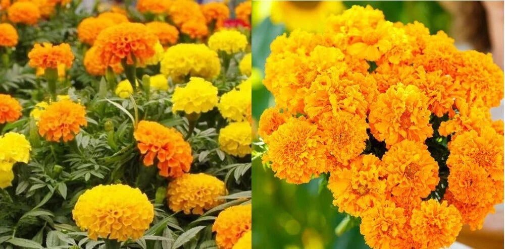 Marigold Seeds Bulk Pack - African Landscape Variety, Non-GMO, Tagetes erecta, Tall Vibrant Blooms for Gardening