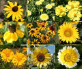 Wildflower Mix Seeds - 1 Oz Bulk Yellow Variety - Pollinator-Friendly, Non-GMO, Attracts Bees & Butterflies