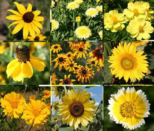 Wildflower Mix Seeds - 1 Oz Bulk Yellow Variety - Pollinator-Friendly, Non-GMO, Attracts Bees & Butterflies