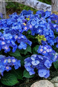 Pop Star Hydrangea 6-Pack - Rooted Cutting Bundle - Beginner Friendly - Hydrangea macrophylla