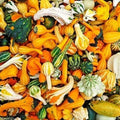 Small Gourd Mix Seeds - 50+ Varieties for Fall Decor | Cucurbita pepo