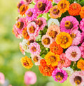Zinnia Seeds Pack - Button Box Mix - Petite Dwarf Short - Non-GMO - 500 Seeds - Zinnia elegans