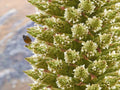 Queen of The Andes Seeds - 10 Pack - Rare Exotic Puya Planting Seeds - Perfect for Gardens