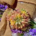 Live Succulent Plant 2.5-3" Echeveria Mebina Variegata Bare Root Rosette for Home Decor & Gifts