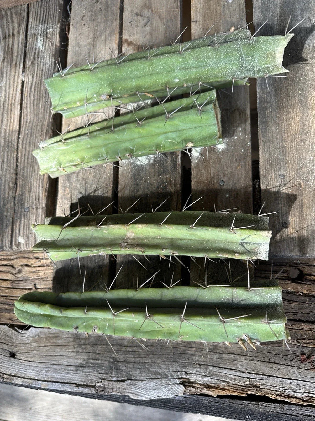 Echinopsis Bridgesii Lageniformis Cactus Cuttings - 4 Divided Pieces for Propagation