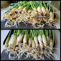 Lemongrass Stalks 5-7 inches, Ready to Plant, Mosquito Repellent, Cymbopogon citratus - 10 Pack