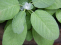 Non-GMO Broadleaf Sage Seeds, Culinary Herb Seeds for Garden, Salvia officinalis, Pack of 100