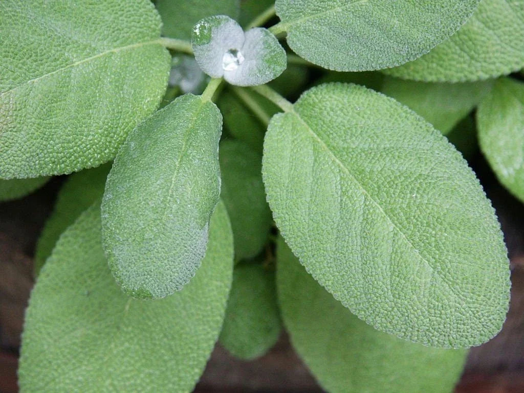 Non-GMO Broadleaf Sage Seeds, Culinary Herb Seeds for Garden, Salvia officinalis, Pack of 100