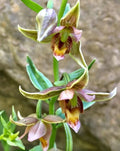 Adam & Eva Orchid Plant - Bare Root Putty Root - Rare Orchid Species (Phragmipedium)