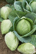 Cabbage Seeds 800+ Heirloom Charleston Wakefield NON-GMO Fresh Organic Seeds