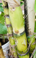 6 PCS Live Green Sugarcane Plants for Planting - Sweet Juicy Variety, Fresh Cuttings