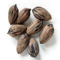 Northern Sweet Pecan Tree Seeds, Hardy Zone 5, Edible Nuts, Carya illinoinensis