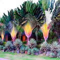 Travelers Palm Tree Seeds - 5 Pack - Ravenala madagascariensis - Bird of Paradise Plant Seeds for Tropical Gardens