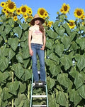 Skyscraper Sunflower Seeds - 50 Non-GMO Seeds - Helianthus annuus - USA Seller, Free Shipping