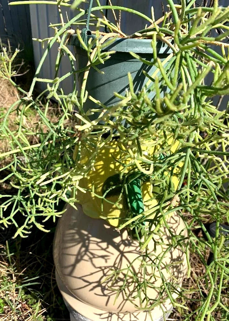Fresh Rhipsalis Prismatica Cuttings – Rare Orchid Cactus Propagation Material, Trailing Houseplant, Exotic Cactus, 5 Fresh Cuttings