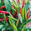 Thai Hot Pepper Seeds – Heirloom, Non-GMO, Capsicum annuum, 50+ Seeds for Spicy Cooking, USA Seller, Free Shipping