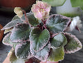 Mini African Violet Cuttings - 2 Fresh Unrooted Leaves - NL-KNYAGINYA Ol’ga - Perfect for Propagation and Plant Lovers