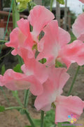 Sweet Pea Seeds - 50+ Pack - Lauren Landy Variety - Lathyrus odoratus - USA Grown - Garden Planting