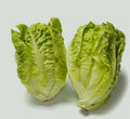 Butterhead Lettuce Seeds | Little Gem Heirloom | NON-GMO, Lactuca sativa, Salad Greens, Compact Growth