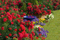 Scarlet Flower Carpet Groundcover Rose Cuttings - Everblooming, Low Maintenance, Rosa 'Flower Carpet' for Borders & Landscaping