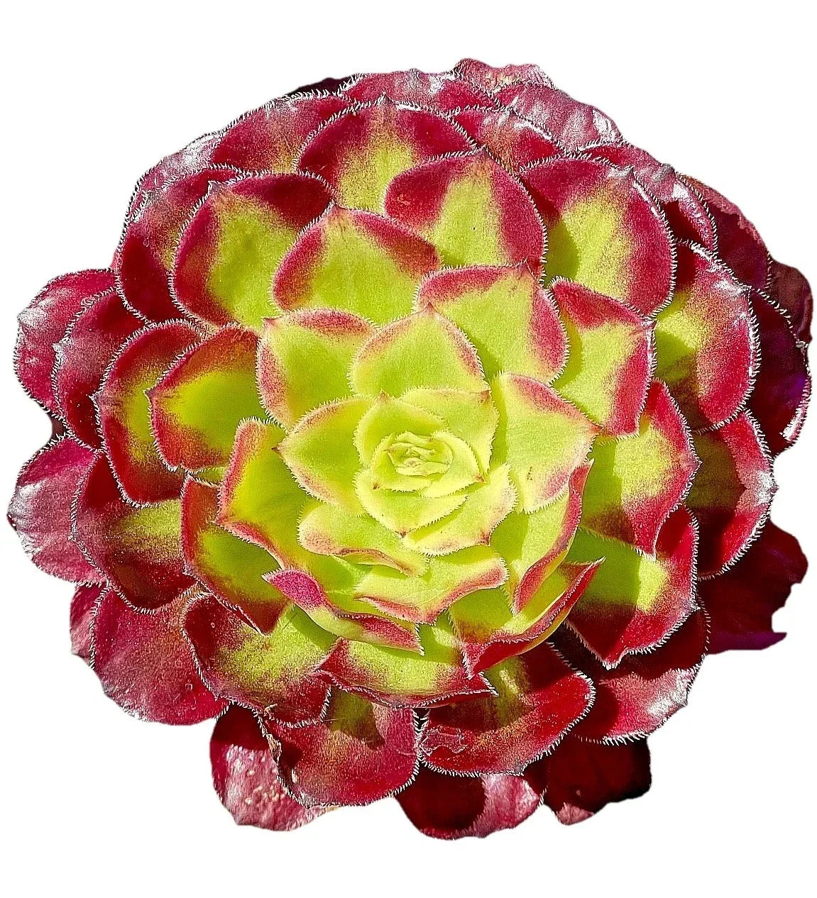 Rare Variegated Aeonium Mardi Gras Succulent Cutting 3-4 Inches - Live Plant for Home Decor, Garden, or Collection