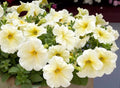 Petunia Seeds Pelleted Prism Sunshine Bright Yellow Flowers Attracts Butterflies Petunia x hybrida