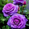 "20pcs Fall in Love Rose Seeds - Fast Germination, Easy Care for All Skill Levels - Rosa spp."