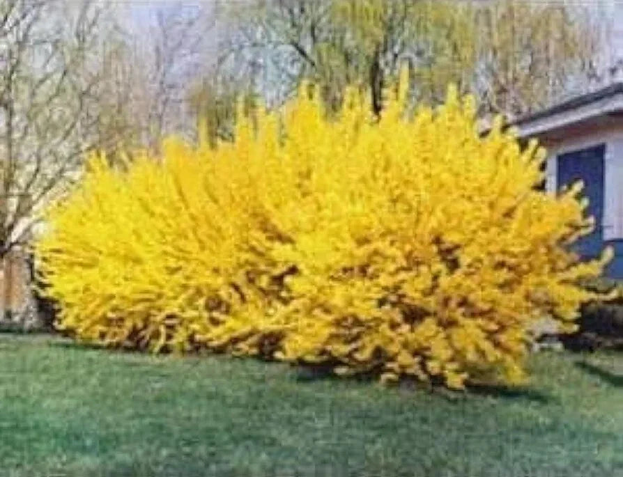 Forsythia Cuttings 6-8” Unrooted – Forsythia x intermedia for Rooting
