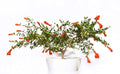 Dwarf Pomegranate Bonsai Seeds - 25 Edible Fruit Seeds - Punica granatum