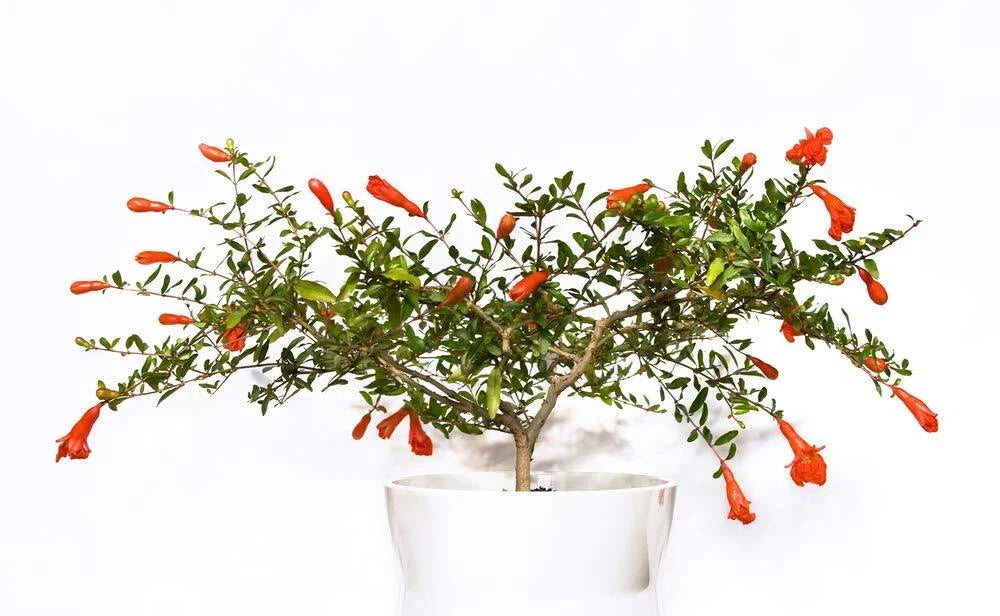 Dwarf Pomegranate Bonsai Seeds - 25 Edible Fruit Seeds - Punica granatum