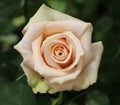 Sahara Rose Cuttings - 3 Super Rare Plant Propagation Pieces - Ideal for Rooting or Grafting - Rosa spp.