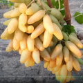 Bananchik Pink Grape Cuttings - 2 Rootless Cuttings, Easy to Root - Imported from Ukraine - Vitis vinifera