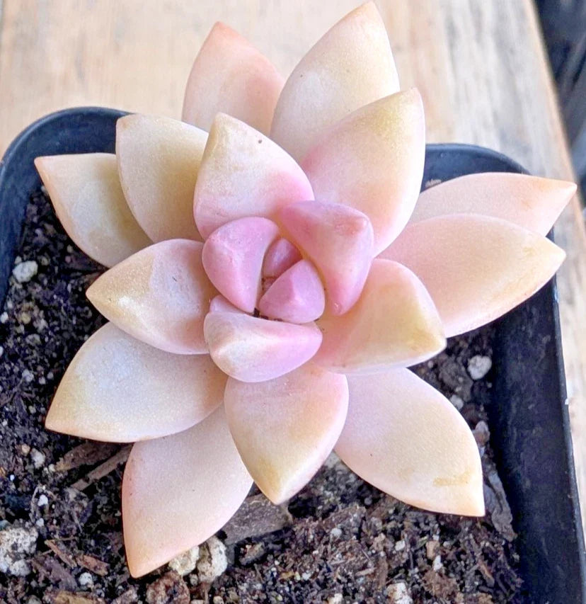 Pink Graptopetalum paraguayense - Ghost Plant Unrooted Cuttings 2.5" Succulent for Indoor & Outdoor Gardens