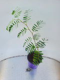 Live Tamarind Tree Plant | 1-Gallon Pot | Tamarindus indica | Tropical Fruit Tree for Garden & Landscaping