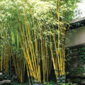Bamboo Seeds 50 Pack for Privacy Screen Clumping Asian Lemon Bambusa vulgaris 'Lemon' Garden Landscaping