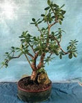 Live Succulent Jade Plant - Crassula Ovata 'Crobys' - Large 17" to 24" Indoor Houseplant
