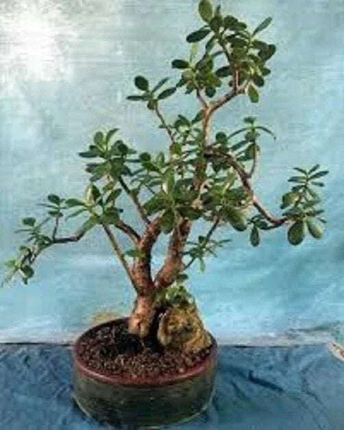 Live Succulent Jade Plant - Crassula Ovata 'Crobys' - Large 17" to 24" Indoor Houseplant