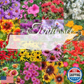Tennessee Wildflower Seed Mix 1lb - Perennial Native Flowers for Pollinators & Bees - Covers 2,000 sq ft