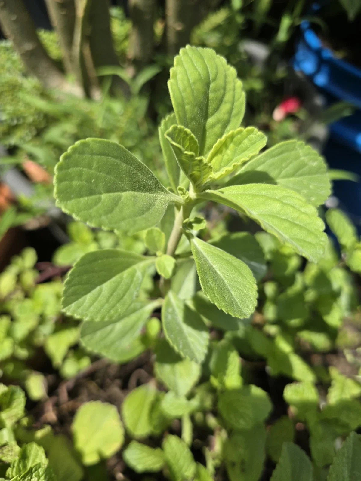 Meprobamato Boldo / Plectranthus Neochilus Fresh Cuttings for Propagation - Medicinal Herb - 4 Cuttings