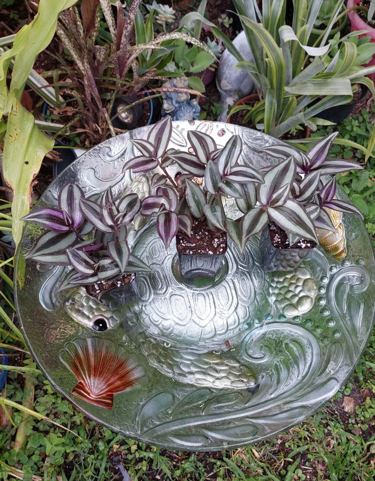 Tradescantia Zebrina Silver Plus Wandering Jew Plant in 2.5" Pot – Indoor Houseplant, Trailing Foliage, Pet Safe
