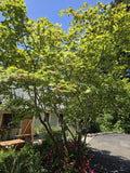 Japanese Maple Seeds - Dancing Peacock Variety - Acer japonicum - 10 Fresh Seeds