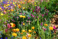 Wildflower Mix Seeds - North American Native Wildflower Blend for Garden, Pollinator Attracting, Non-GMO, 1 oz Packet