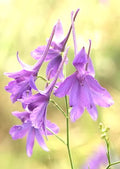Larkspur Seeds 860 Pack - Delphinium Consolida Flower Seeds for Borders & Cut Flowers