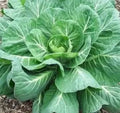 Collard Green Seeds - Fresh Georgia Hi Yield Brassica oleracea for Planting