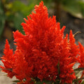Scarlet Plume Celosia Seeds - Non-GMO Flower Seeds for Vibrant Red, Ornamental Celosia argentea, Annual Garden Plant Pack