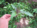 Callisia fragrans Cuttings - 5 Medicinal Basket Plant Propagation Material for Indoor Gardening and Herbal Remedies
