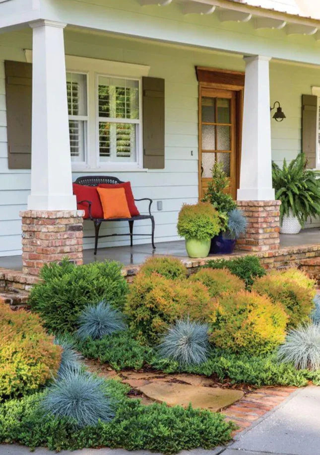 4-Pack 'Fire Chief' Arborvitae 5 Gallon Live Evergreen with Orange Fall Color - Thuja plicata 'Fire Chief'