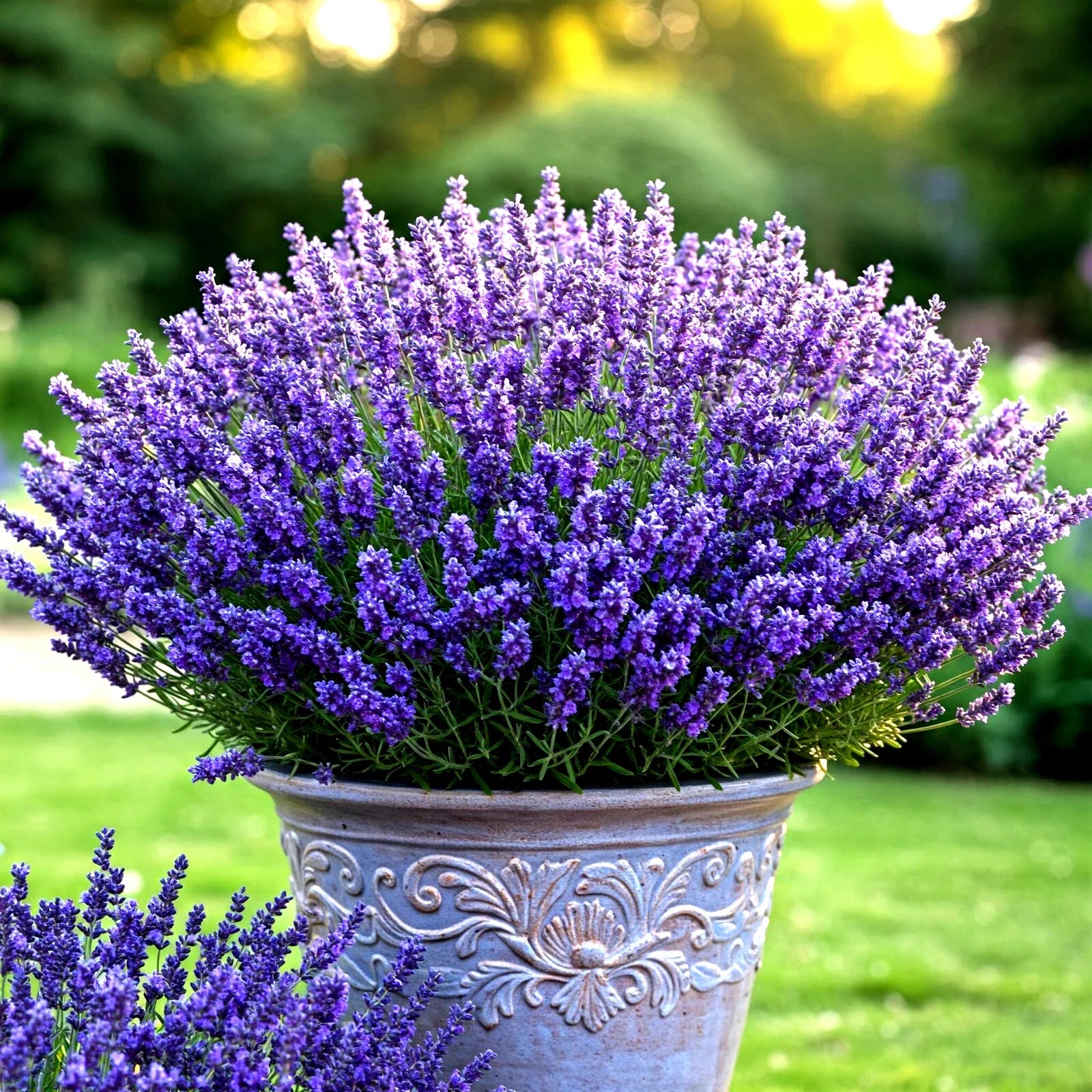 Lavender Vera Seeds - 800+ Count - Perennial Mosquito Repellent - Lavandula angustifolia