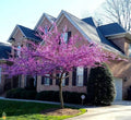 Eastern Redbud Cuttings - 15 Thin Propagation Clippings - Cercis Canadensis Tree for Garden, Pink Flowers, Deciduous Landscape Plant